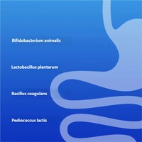 Complément alimentaire probiotique pour animaux de compagnie sans additifs, avec poudre de lait de brebis pour chiens et chats, absorption rapide, soutien immunitaire