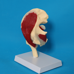 Modelo de músculo de ligamento de articulación de cadera de anatomía esquelética humana - Product Image 2