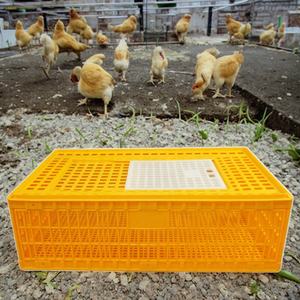 Caisses pliables en plastique pour le transport de poulets, jaulas para gallo de pelea transportable - Product Image 1