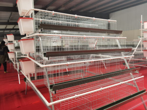 Cage à poules en batterie de type H, 3 à 4 niveaux empilés, avec système de collecte des œufs et des déjections et d'alimentation, capacité 5000-20000 poules - Product Image 3