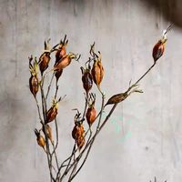 Grosir Satu Atap Buah Gardenia Kering Alami Tanaman Bunga Kering Asli untuk Dekorasi Rumah dan Rangkaian Bunga