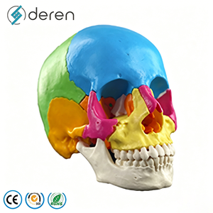Modelo de <span class=keywords><strong>Cráneo</strong></span> <span class=keywords><strong>Humano</strong></span> Desarticulado con 22 <span class=keywords><strong>Huesos</strong></span> Separados para Entrenamiento Avanzado en Anatomía - Product Image 6