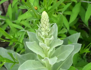 漢方薬乾燥リュウゼツグサ葉エキス リュウゼツグサエキス - Product Image 3