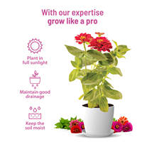 Kit de culture de fleurs de zinnia en boîte de conserve DIY, design ferme, pour plantes et fruits, fleurs artificielles pour jardin, maison, bureau ou sol