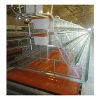 Équipement d'élevage de poulets, système de cages pour poulets de chair, système d'alimentation automatique pour poulets