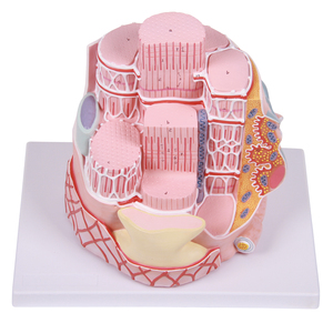 Histologie und Embryologie anatomisches Modell - Product Image 1