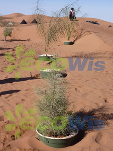 ระบบรวบรวมการรดน้ำอัตโนมัติกล่องใส่น้ำสำหรับปลูกพืชรากน้ำ - Product Image 4