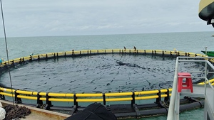 Jaula para Peces de HDPE de Nivel Básico, 30m de Perímetro para Nuevos Pescadores - Product Image 1
