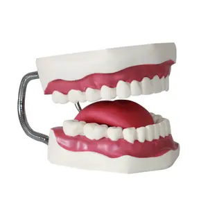 28PCS 3d Teeth Model dental special adult standard dental model teeth model for teaching