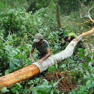 Aceite Esencial de Canela de Grado Alimenticio al por Mayor, Aceite de Canela de Ceilán 100% Puro y Natural <span class=keywords><strong>para</strong></span> el Cuidado del Cabello y <span class=keywords><strong>Difusor</strong></span> - Product Image 4