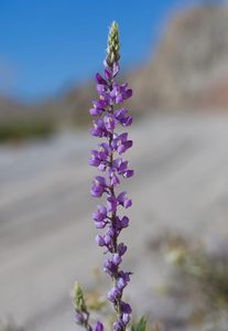 DesertUSAモダンデザインDesert Garden Semencesスターターキット10ポット砂漠サボテンと野生の花デジタル素材 - Product Image 6