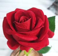 Nouvelle conception de la Belle et la Bête, roses éternelles conservées en gros avec lumières LED dans un dôme en verre à vendre
