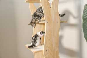 <span class=keywords><strong>Arbre</strong></span> à <span class=keywords><strong>chat</strong></span> moderne de luxe <span class=keywords><strong>en</strong></span> <span class=keywords><strong>bois</strong></span> naturel 2023, tour pour <span class=keywords><strong>chat</strong></span>, condo pour <span class=keywords><strong>chat</strong></span>, <span class=keywords><strong>arbre</strong></span> à gratter pour <span class=keywords><strong>chat</strong></span> <span class=keywords><strong>en</strong></span> <span class=keywords><strong>bois</strong></span>, arbres à grimper pour <span class=keywords><strong>chat</strong></span> <span class=keywords><strong>en</strong></span> <span class=keywords><strong>bois</strong></span> - Product Image 3