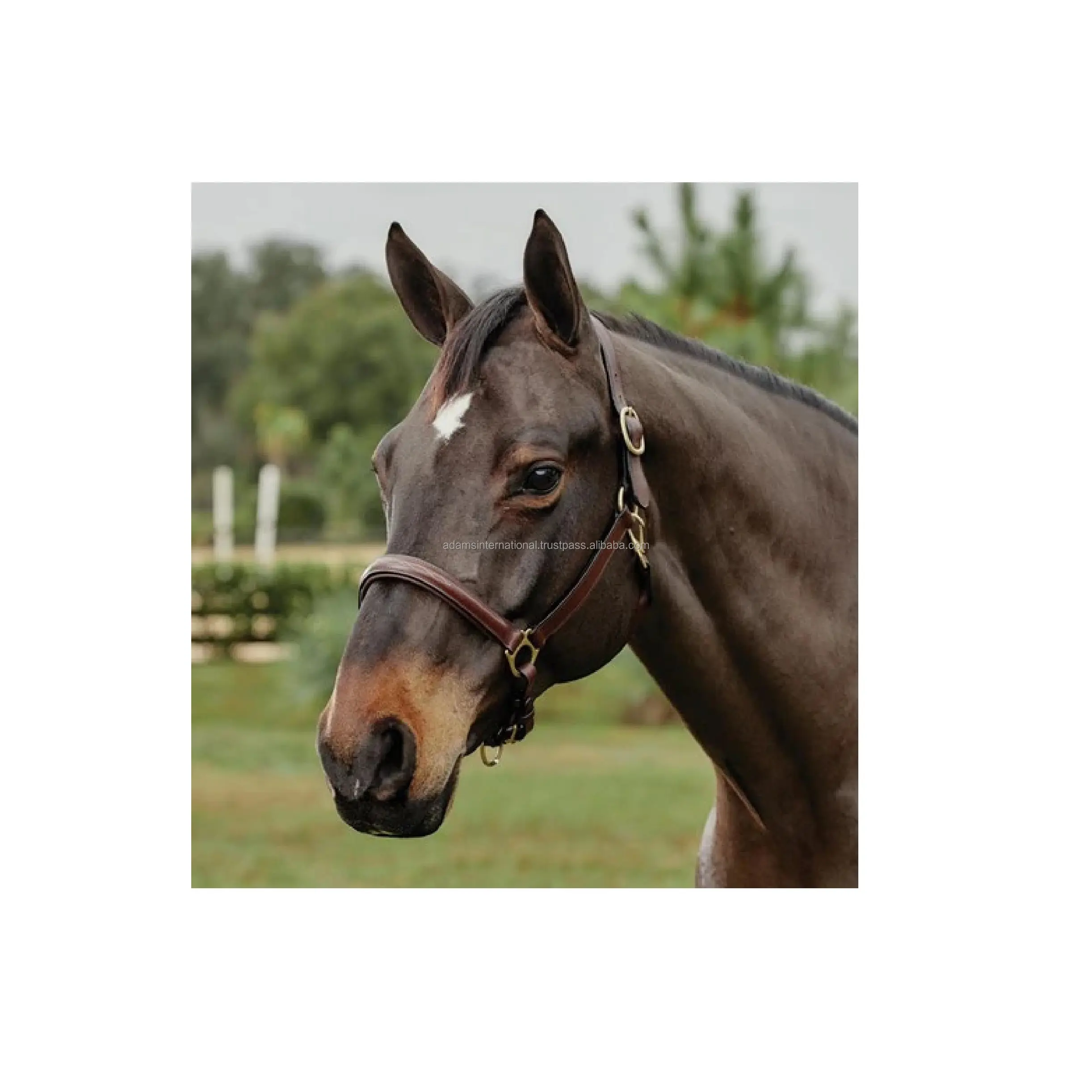 نوعية ممتازة جلد الحصان الرسن مع لينة الحشو في البني اللون الحصان معدات ركوب الخيل تاجر الجملة الصانع