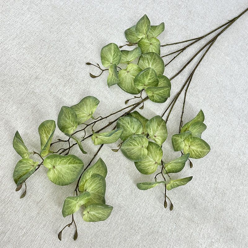 Feuille de lentille