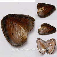 Vente en gros d'huître perlée d'eau douce Shell Wish Oyster avec plusieurs perles de couleurs naturelles