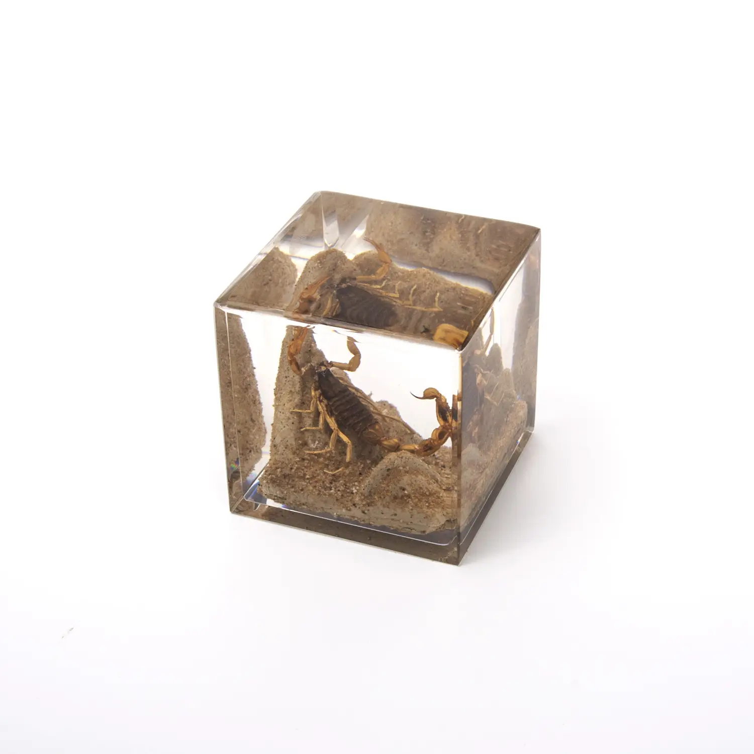 Il vero scorpione decorativo a forma di cubo In materiale acrilico è stato incorporato In souvenir di decorazione naturale In resina del museo e del parco