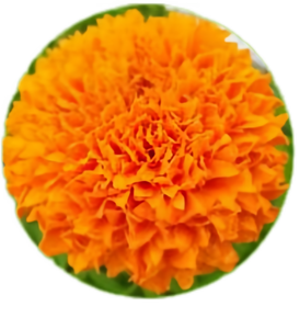 Vente directe d'usine de lutéine naturelle, de <span class=keywords><strong>poudre</strong></span> de zéaxanthine, d'extrait de souci à <span class=keywords><strong>20</strong></span> %, complément alimentaire pour la santé des yeux - Product Image 3