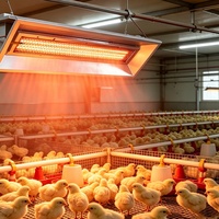 Chauffe-poussins infrarouge à gaz suspendu pour élevage avicole