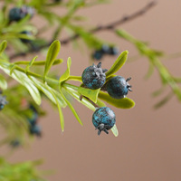 Composition haut de gamme faite à la main, semi-mécanique, de baies de Pyracantha simulées, sur branche unique, en matériau bulle, style chinois pour la maison