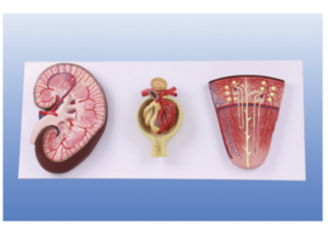 Modelo de riñón anatómico de PVC, perfil de nefrona y glomérulo para ciencia médica, entrenamiento de enfermería y uso escolar, para uso en la escuela - Product Image 2