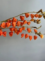 Buket Bunga Kering Physalis Plastik S-1 dengan Tangkai Lampion Cina untuk Dekorasi Wisuda, Halloween, dan Kembali ke Sekolah 70cm