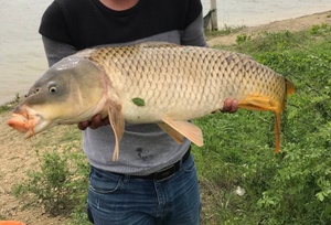 Repelente de Insectos a Base de Hierbas para Peces, Puede Aumentar la Tolerancia a los Parásitos, Reduciendo Efectivamente las Causas de la Mortalidad por Parásitos - Product Image 4