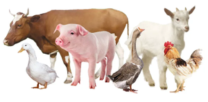 Additivi per mangimi per bestiame guadagno mangimi probiotici enzimi industriali - Product Image 3