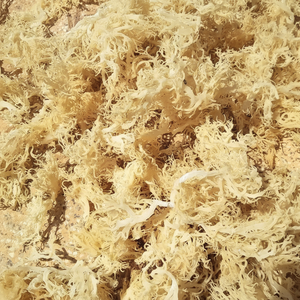 ต้นมอสทะเลทองคำออร์แกนิคพืชทะเลตากแดดอบแห้งด้วยแร่ธาตุจาก99โกลด์ดาต้า - Product Image 1