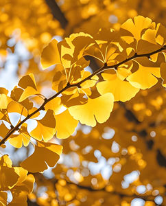 Hete Verkoop Hoge Kwaliteit <span class=keywords><strong>Ginkgo</strong></span> <span class=keywords><strong>Biloba</strong></span> Leaf <span class=keywords><strong>Extract</strong></span> <span class=keywords><strong>Ginkgo</strong></span> <span class=keywords><strong>Biloba</strong></span> <span class=keywords><strong>Extract</strong></span> Poeder Sperma <span class=keywords><strong>Ginkgo</strong></span> Zaadpoeder Met Beste Prijs - Product Image 3