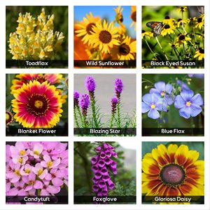 340 000 graines de fleurs sauvages, 1/2 lb, 35 variétés mélangées, fleurs annuelles et <span class=keywords><strong>vivaces</strong></span>, non-OGM, attirant les papillons, pots de fleurs, jardinières - Product Image 4