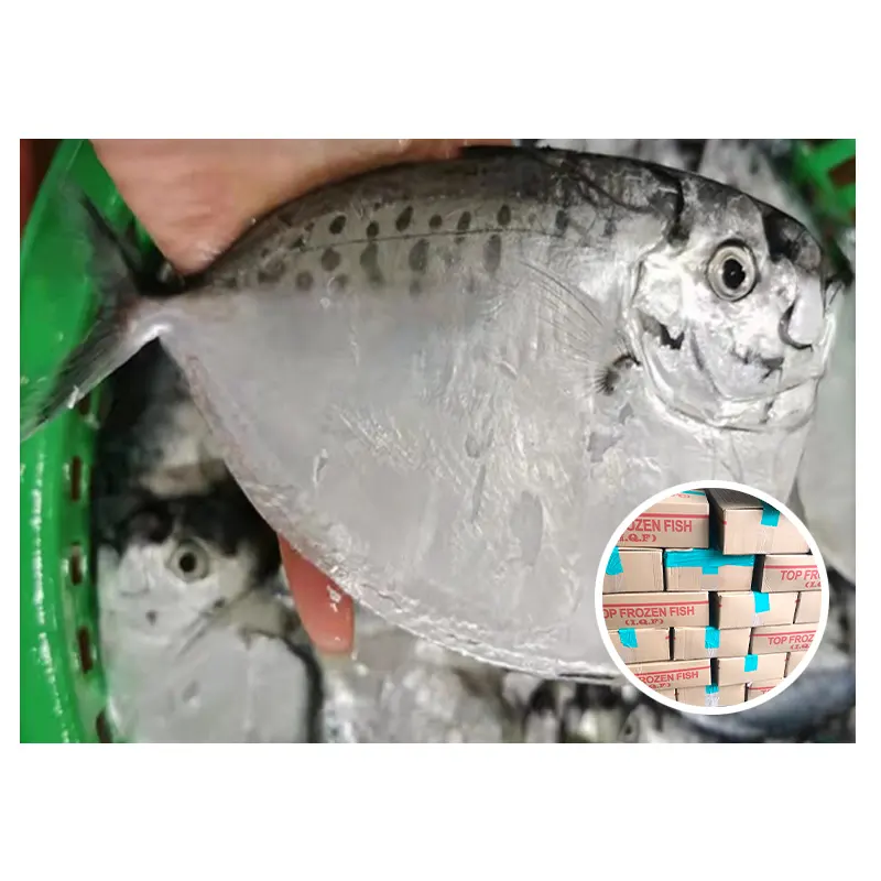 Продукт IQF, замороженная Лунная рыба, цельные круглые рыбы Monnfish для рынка Бангладеш