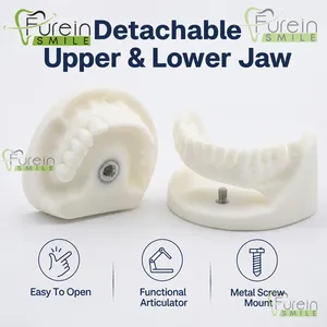 Modèle dentaire en plâtre avec base en acier inoxydable, modèle d'étude typodont blanc pour la formation et la démonstration en orthodontie - Product Image 3