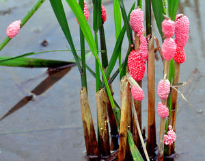 สารสกัดจาก de planta de TE saponina polvo 60% <span class=keywords><strong>Matar</strong></span> A lombriz de Tierra Para cesped fertilizante CAS 67-71-0 - Product Image 3