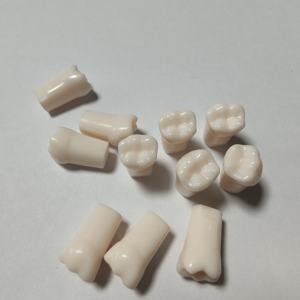نموذج أسنان للتدريب على طب الأسنان، أسنان Typodont، أسنان صناعية، نموذج أسنان Frasaco - Product Image 6