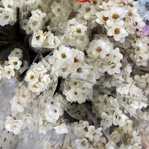 Ramo de 100g-200g de Frutos y <span class=keywords><strong>Flores</strong></span> de Ginkgo Naturales Frescos, Hechos a Mano por Zheng Ding, para Decoración de Graduación DIY - Product Image 1