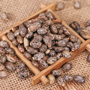 Vente en gros de <span class=keywords><strong>graines</strong></span> de ricin sauvages naturelles de haute qualité Ricinus Communis, à forte teneur en huile - Product Image 6
