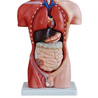 Modelo de Torso Humano de 85 cm para Enseñanza de Ciencias Médicas, en PVC, con Partes Desmontables, para Demostración Anatómica en Escuelas, con Certificación CE/ISO