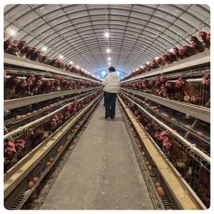 Hangar à volaille pour la conception d'aliments pour couches <span class=keywords><strong>Cage</strong></span> à coq à vendre MT ferme A type Prix de la <span class=keywords><strong>cage</strong></span> à poulet poules pondeuses - Product Image 5
