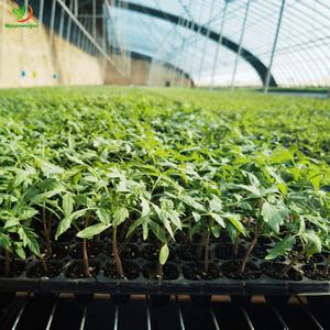 72 98 105 128 200 288 celdas bandeja de plántulas de plástico para maíz, tomate, brócoli, flor, <span class=keywords><strong>semillas</strong></span> de frutas - Product Image 1