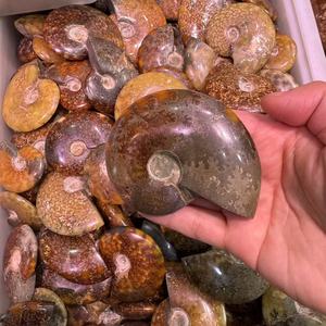 Vente en gros de pierre précieuse naturelle fossilisée d'ammonite fossile de conque <span class=keywords><strong>Nautilus</strong></span> pour la décoration de la maison spécimen minéral de fossiles d'escargot - Product Image 2