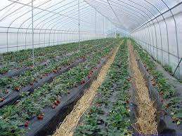 Premium Quality Berry <b>Plastic</b> <b>Cover</b> Wholesale Anti-Drip Film For Blueberry - Product Image 2