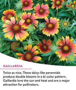 Paquete <span class=keywords><strong>de</strong></span> Semillas <span class=keywords><strong>de</strong></span> Flores Silvestres del Santuario <span class=keywords><strong>de</strong></span> <span class=keywords><strong>las</strong></span> <span class=keywords><strong>Mariposas</strong></span> Monarca, Sin OMG, Atrae <span class=keywords><strong>Mariposas</strong></span> Monarca, 3 Tipos <span class=keywords><strong>de</strong></span> Flores Silvestres para Macetas o Jardineras - Product Image 6