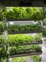 Système hydroponique vertical d'intérieur pour la culture de légumes