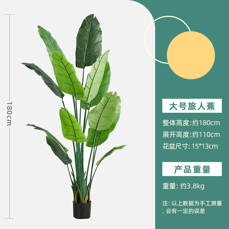 Bird of paradise bonsai - height about 180cm, large size