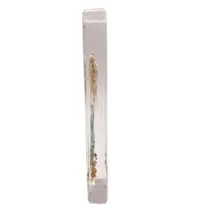 Gelsonlab HSBS-101 acrílico arroz Paddy germinación muestra incluidas muestras biológicas - Product Image 3