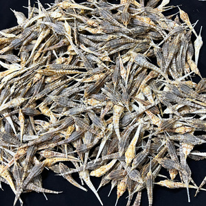 Hai Ma Que Raw Whole Sea Moth Pegasus Laternarius Belalang <strong>Karang</strong> Dried Brick Seamoth for Sale - Product Image 3