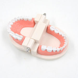 Dentisterie médicale ressources pédagogiques accessoires 3D modèle de prothèse dentaire active pratique orale modèle de médecine orale - Product Image 3