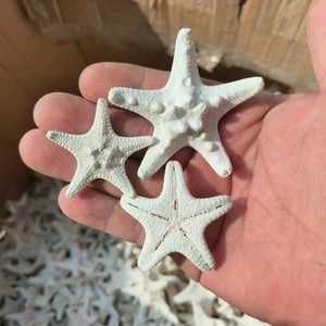 Livraison Gratuite Coquillages Naturels, Étoiles de Mer et Poissons pour Aménagement Paysager, Matériaux DIY Faits Main, Décoration Cadre Photo, Bouteille à Souhaits, Océan - Product Image 3