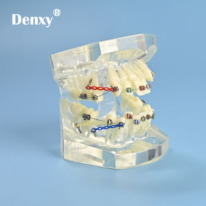 Denxy-modelo de ortodoncia para ortodoncia Dental, modelo principal transparente extraíble, soporte de Metal transparente, ligadura, atado de dientes - Product Image 2